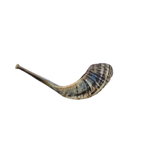 Widderhorn schofar cm - widderhorn, 30-35